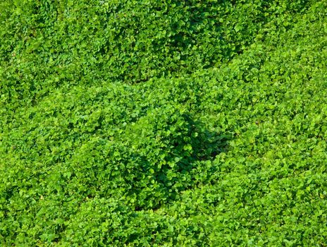 green leaves in the forest