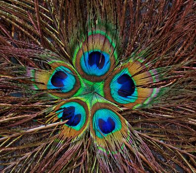 Colorful peacock feathers background