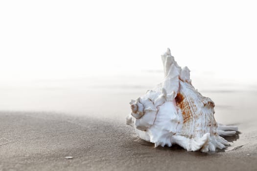 Exotic seashell on the sandy beach at sunrise