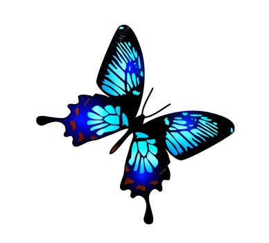 Paint watercolor butterfly on white background