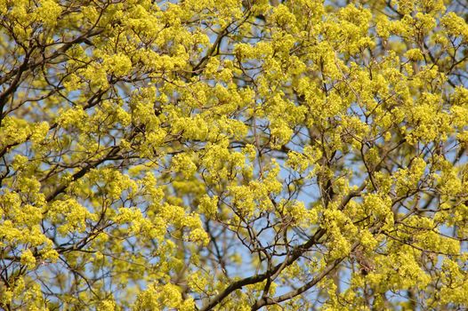 Blossoming crone of a tree