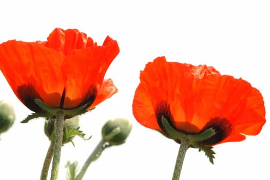 Scarlet poppies