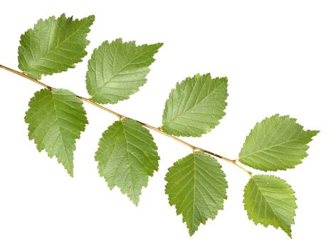 Branch of a tree