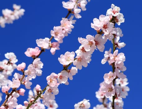 Spring almond tree flowers in deep blue background