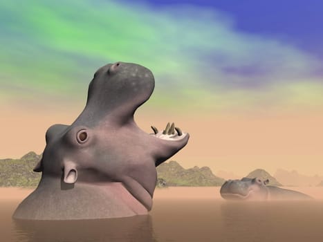 One hippopotamus angry against another in the water by hazy dawn