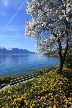 Yellow flowers and blooming tree at springtime at Geneva lake, Montreux, Switzerland. See Alps mountains in the background.