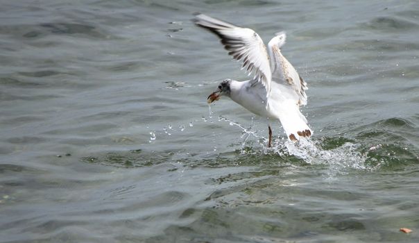 Seagull flying upon the water holding a piece of bread in its beak