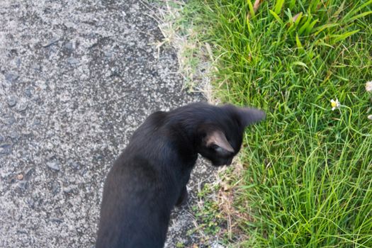 black cat in the garden