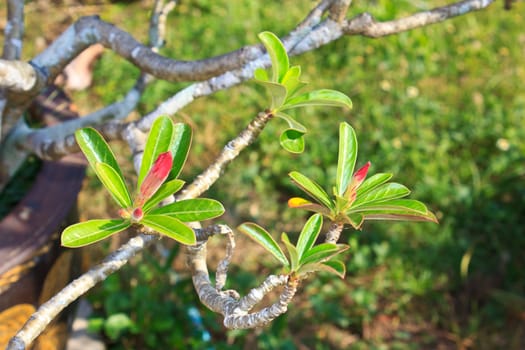 Champaka in the Thailand garden