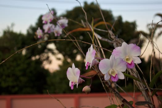 orchid with white and pink color