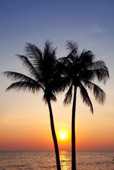 Palm forest silhouettes on sunrise