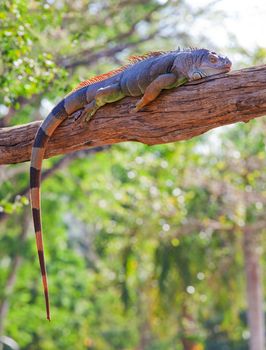 iguana reptile sleeping on the tree