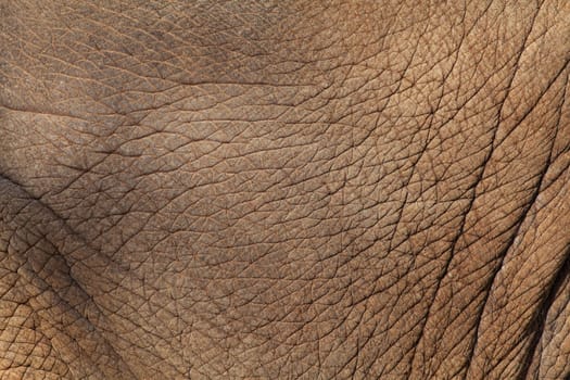Elephant skin background
