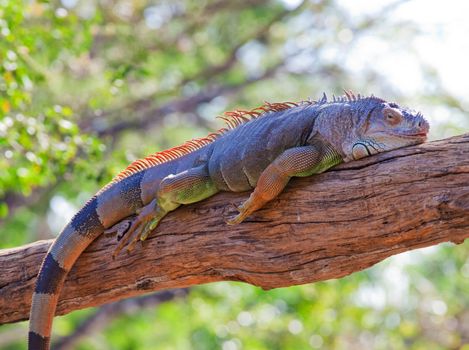 iguana reptile sleeping on the tree