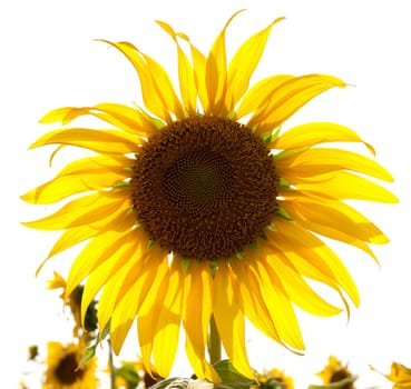 flower in the sunlight against the white sky