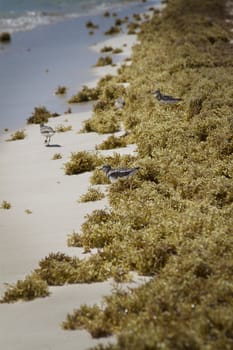 three sandpiper running along the shore