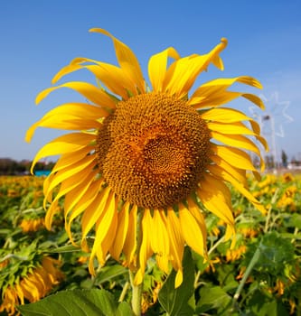 Sun flower with blue sky