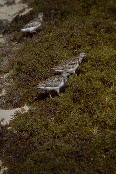 three sandpiper running along the shore