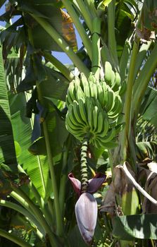 Banana flower in the jungle