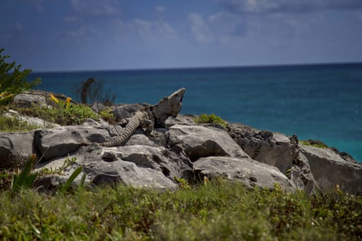 Iguana, on top of rocks, sunbathing by the beach