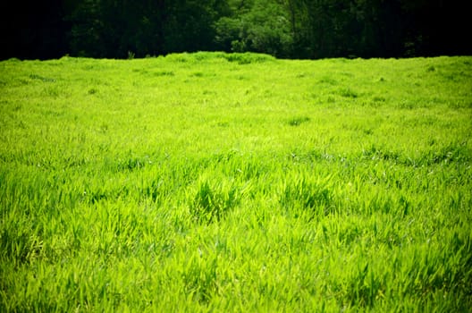 Natural grass field background, Rest and relax concept