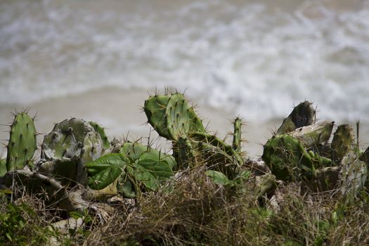 cactus leaf fill with needle over looking a cliff and the ocean
