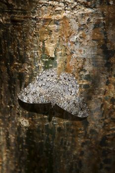 Brown butterfly resting on a tree trunk