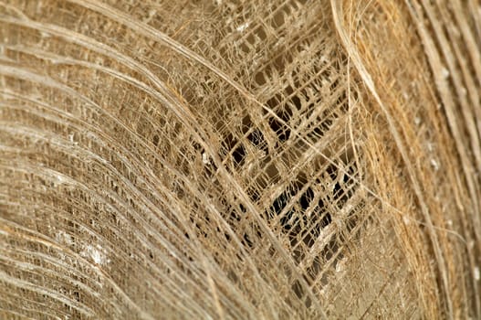 Dry Palm Leaf closeup background
