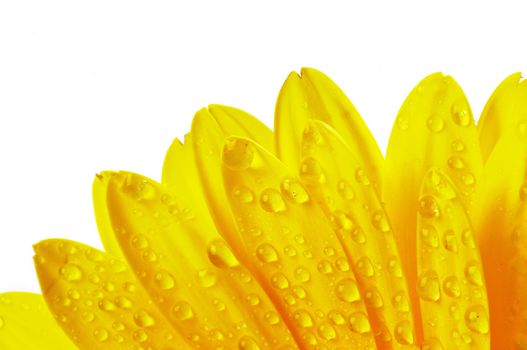 Yellow flower petals with water droplets isolated on white background