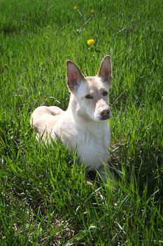 Labrador german shepard mix laying in a field of grass