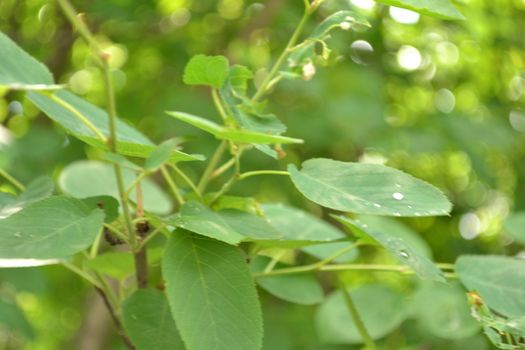 dew on leaves