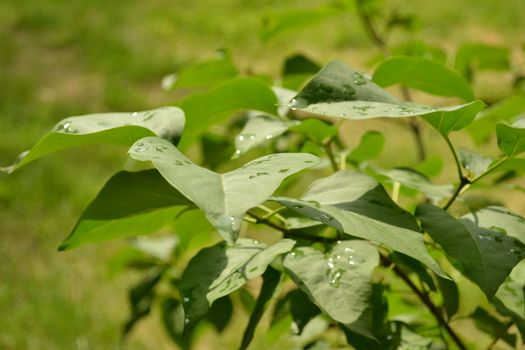 dew on leaves