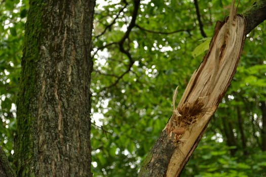 broken a tree wreath