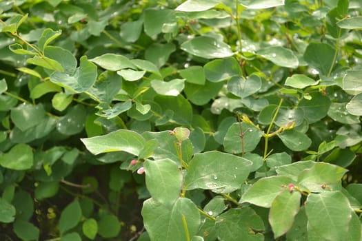 thickets of a young bush