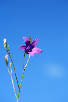 One beauty purple campanula against blue sky