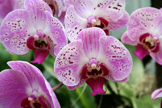 Colorful orchids close up image