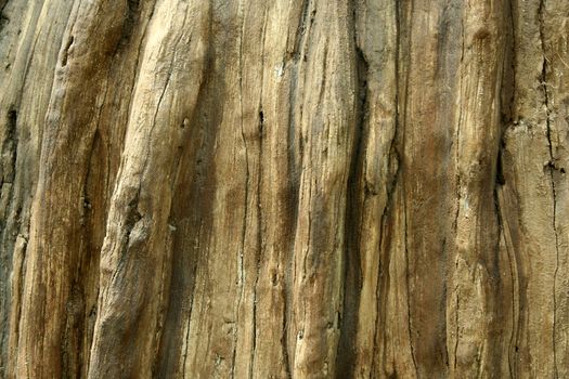 A Dead tree trunk background image