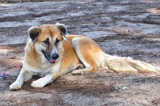 Thai dog