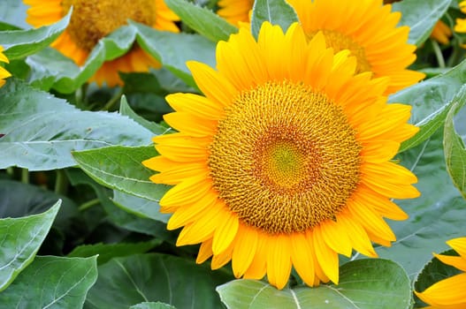 Beautiful sunflowers in the field