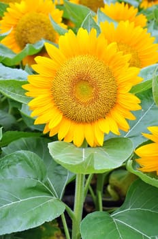 Beautiful sunflowers in the field