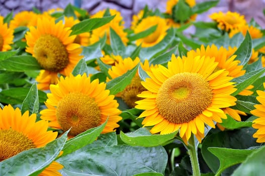 Beautiful sunflowers in the field