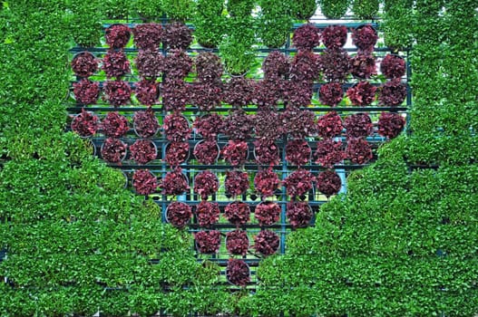 Heart-shaped arrangement of trees