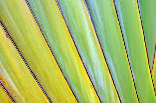Texture of banana stem 