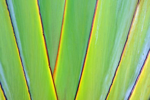 Texture of banana stem 