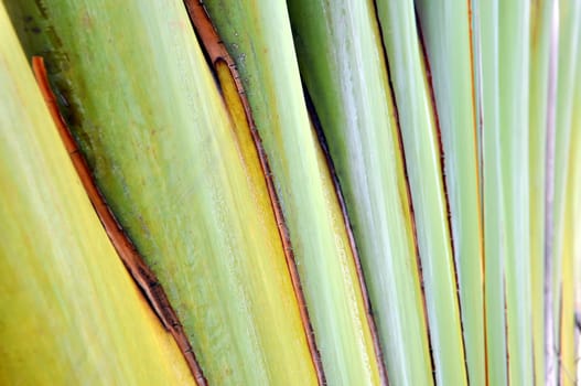 Texture of banana stem 