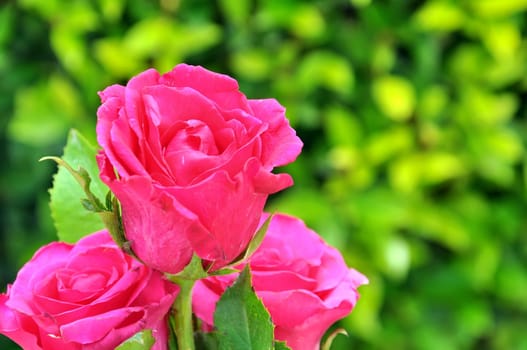 Beautiful red roses