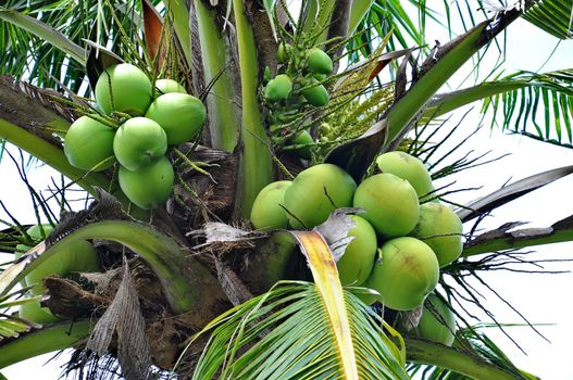 Green coconuts in bunch hanging in tree