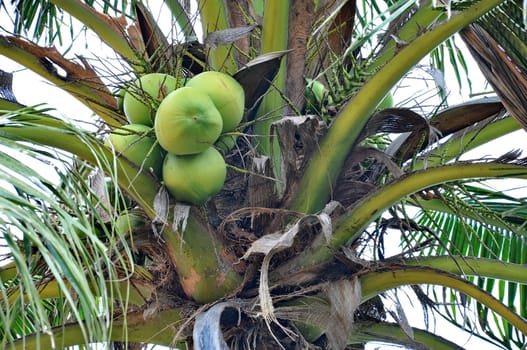 Green coconuts in bunch hanging in tree 