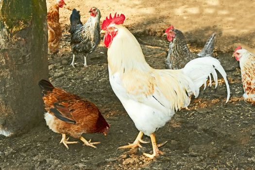 White rooster and a group of hens on poultry farm yard