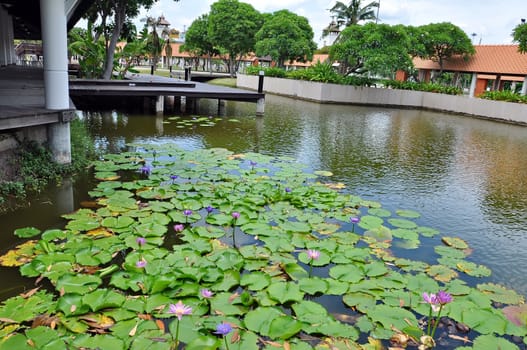 Lotus flowers and leaves in pond
